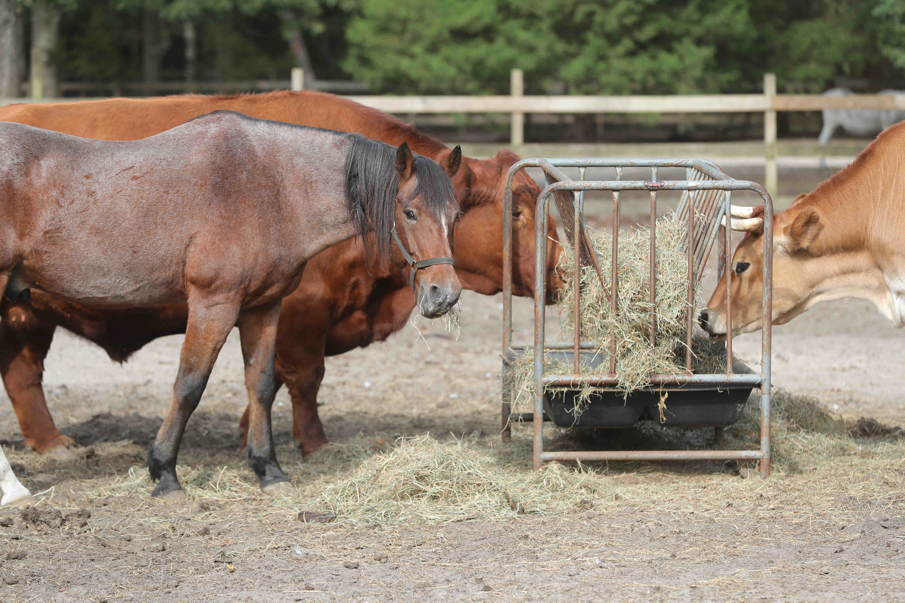 Funny Farm Rescue & Sanctuary
